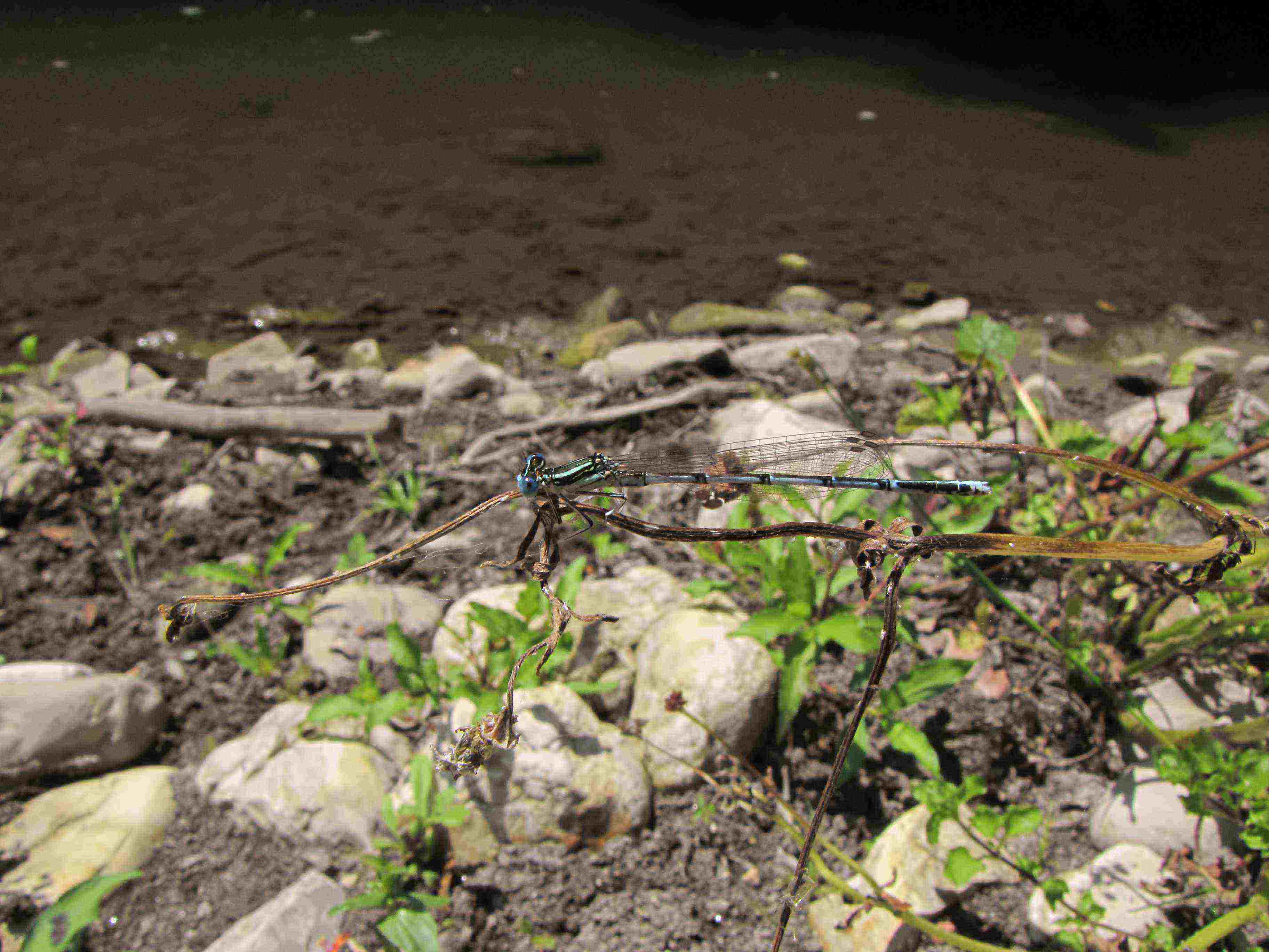 libellula azzurra